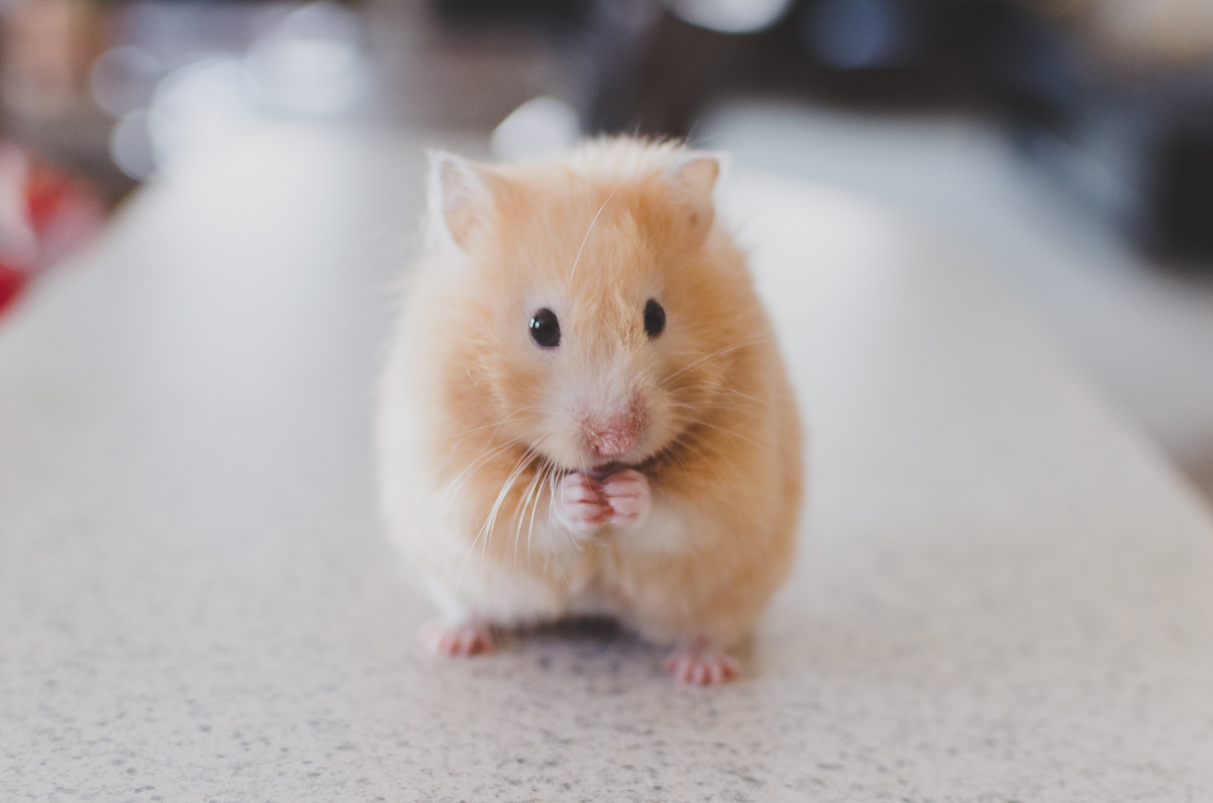 Cute Pet Hamster , HD Wallpaper & Backgrounds