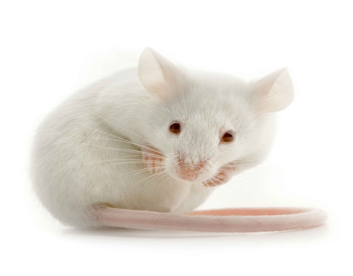Lab Mice , HD Wallpaper & Backgrounds