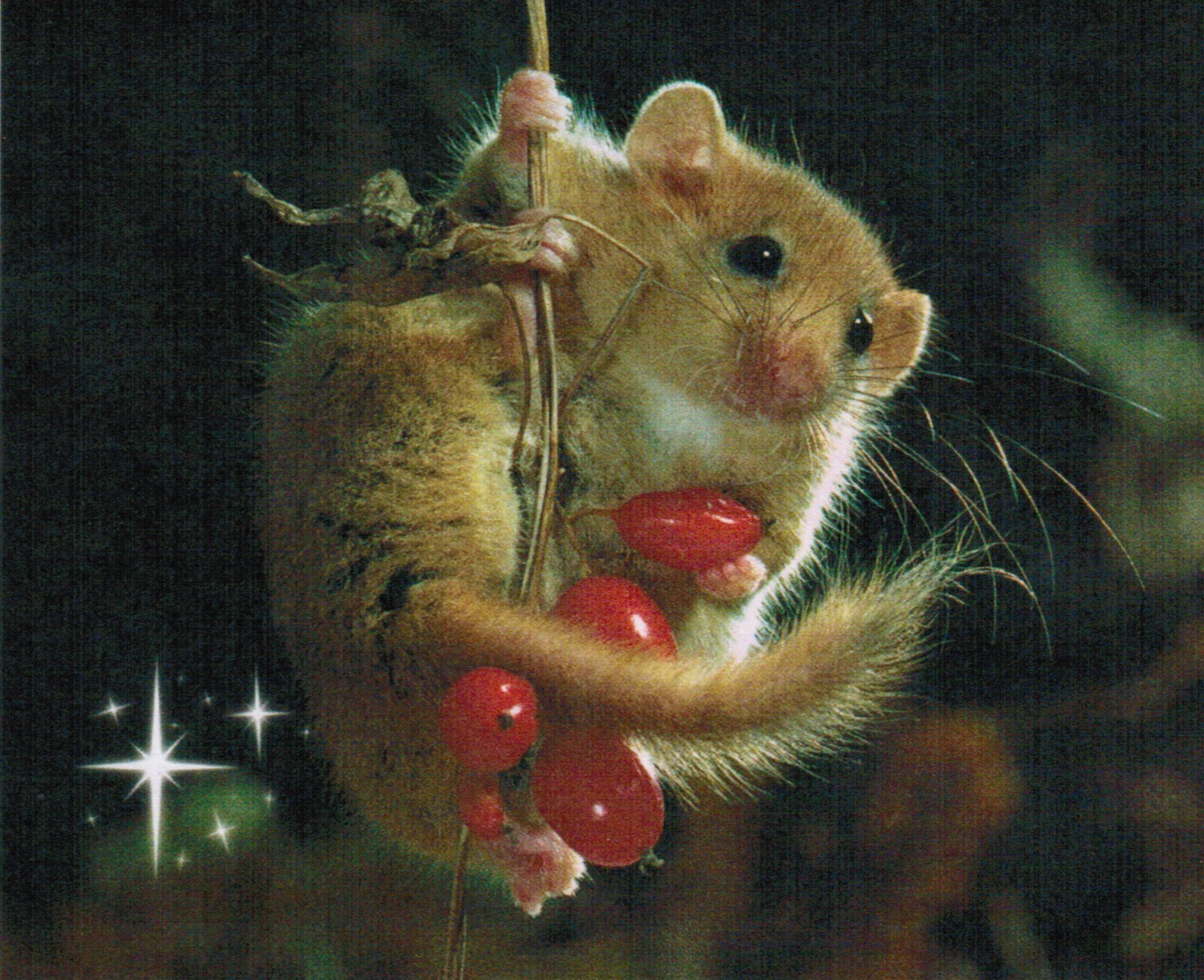 All I Want For Christmas Is A Dormouse - Christmas Dormouse , HD Wallpaper & Backgrounds