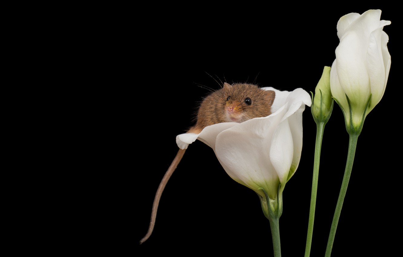 Photo Wallpaper Look, Macro, Flowers, Mouse, Mouse, - Tulip , HD Wallpaper & Backgrounds