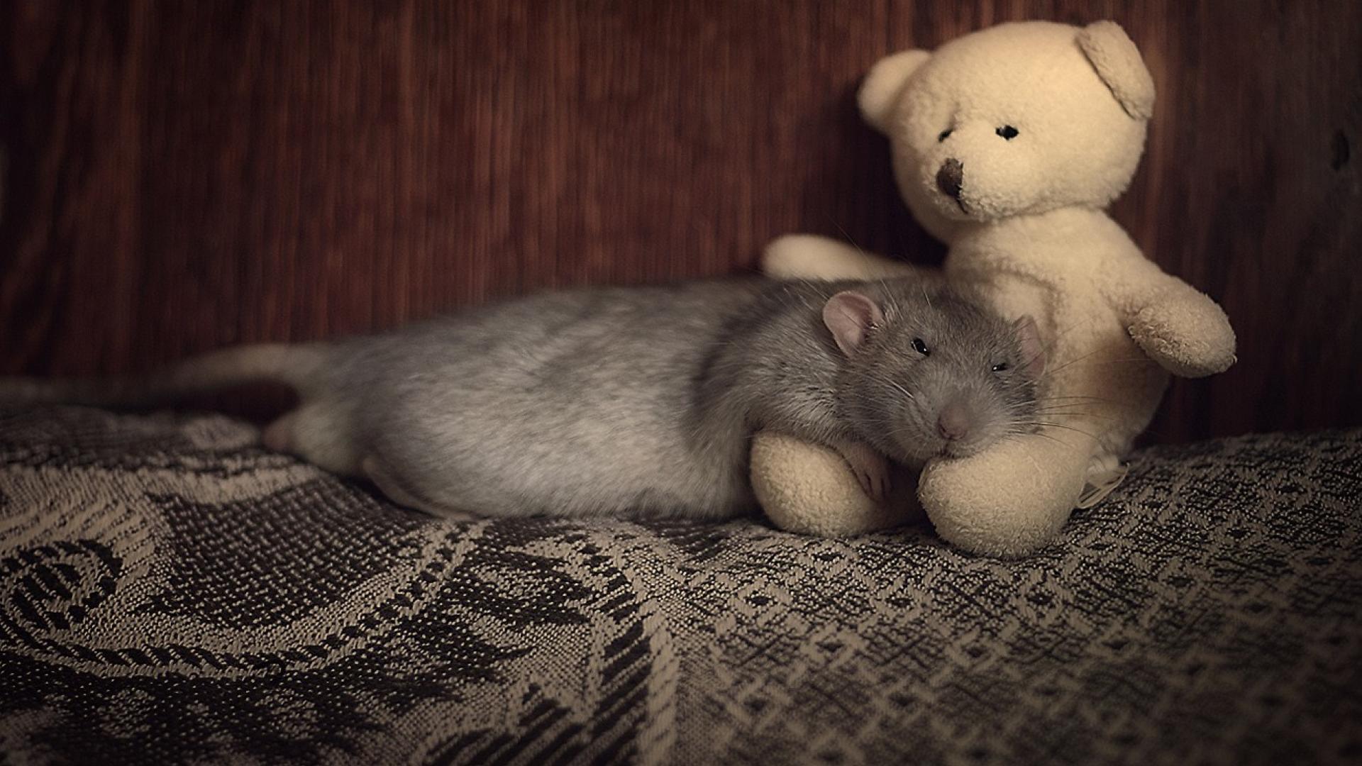 Mouse Sleeping In Bed , HD Wallpaper & Backgrounds