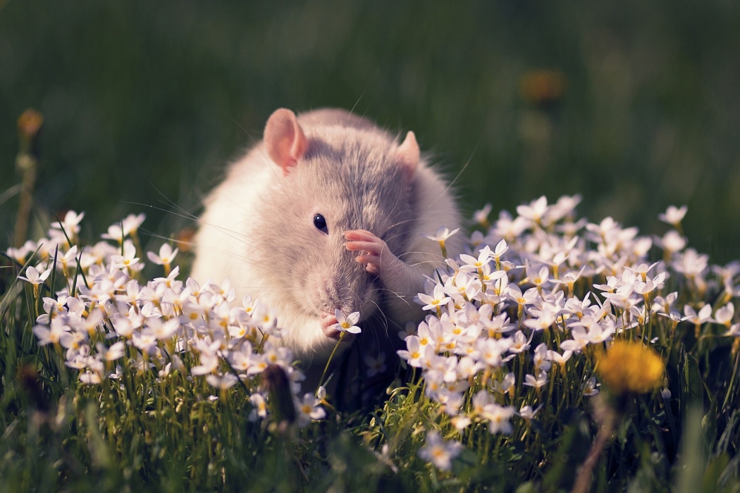 White Mouse In Grass - White Mouse In Flowers , HD Wallpaper & Backgrounds