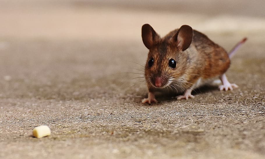 Brown Rat Near Cheese, Mouse, Rodent, Cute, Mammal, - La Maison En Dents De La Petite Souris , HD Wallpaper & Backgrounds