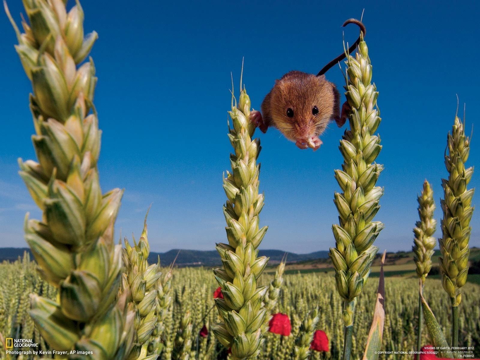 Field Mouse National Geographic , HD Wallpaper & Backgrounds