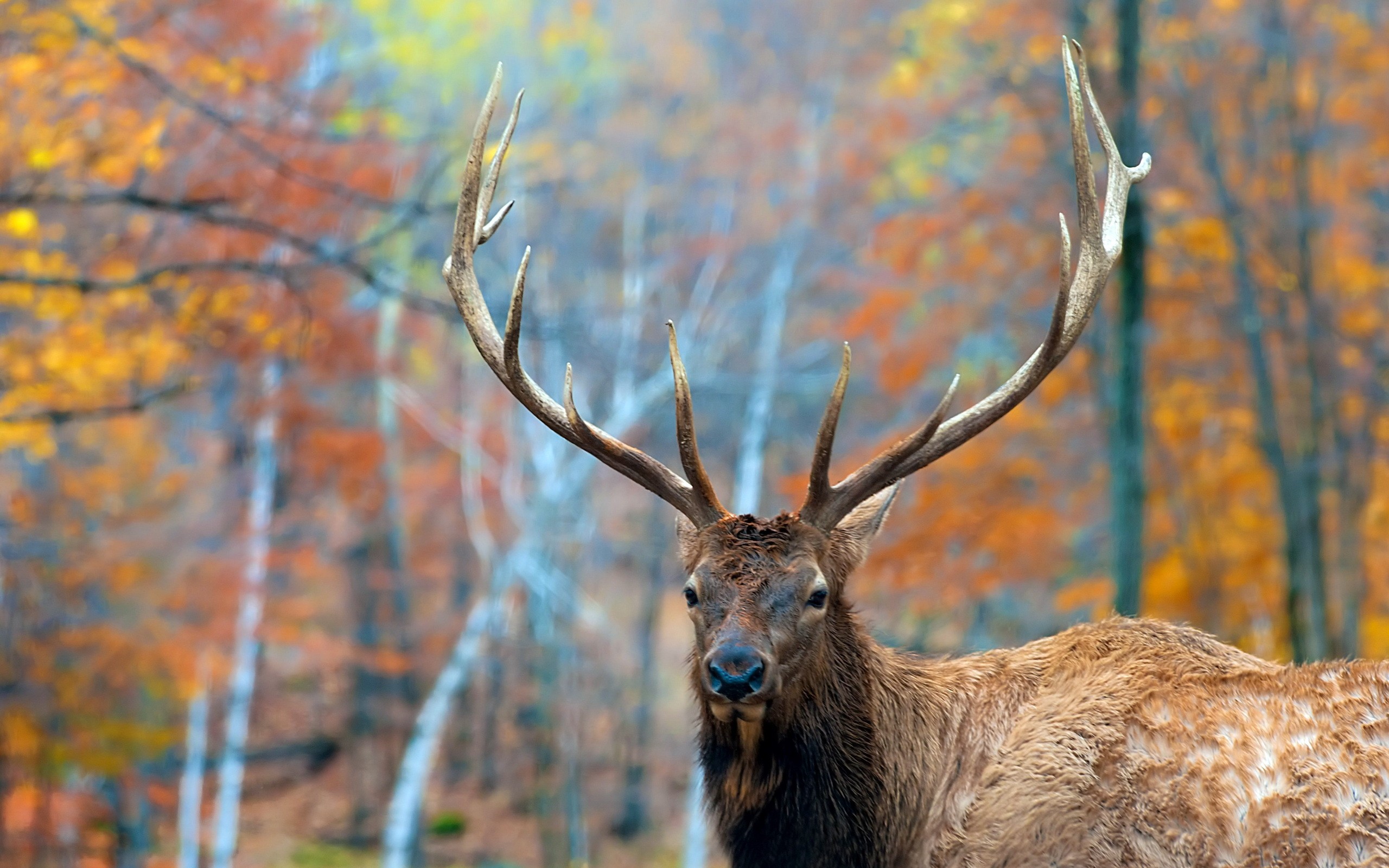 Elk Wallpaper - Elk Wallpaper - Elk Hd , HD Wallpaper & Backgrounds
