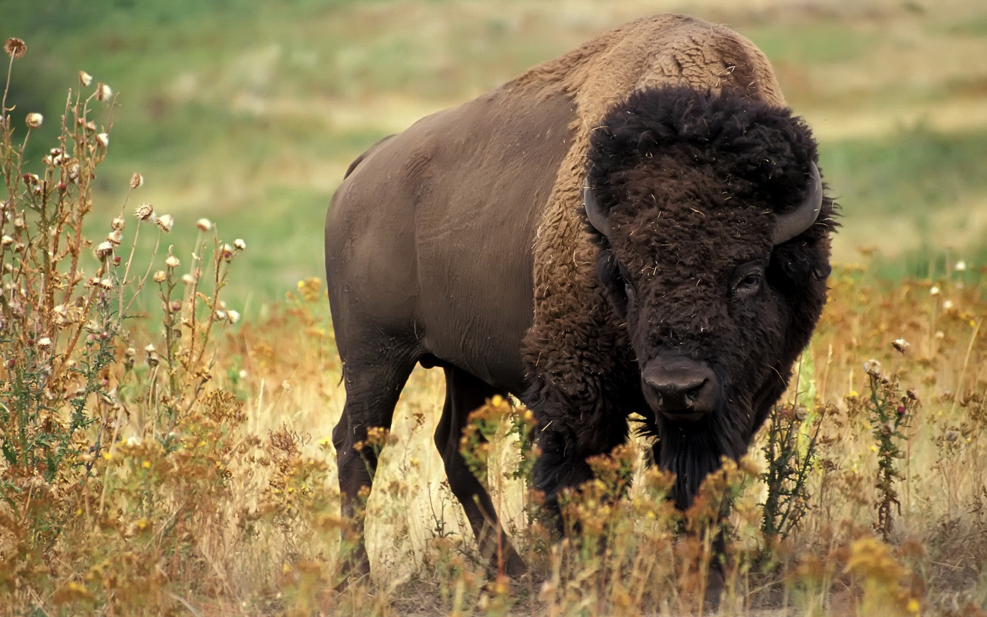 Brown Buffalo Wallpaper Image - Oklahoma State Animal , HD Wallpaper & Backgrounds