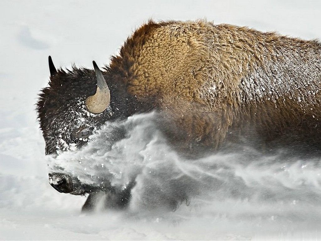Buffalo Wallpaper Hd Wallpapers Pulse - National Geographic , HD Wallpaper & Backgrounds