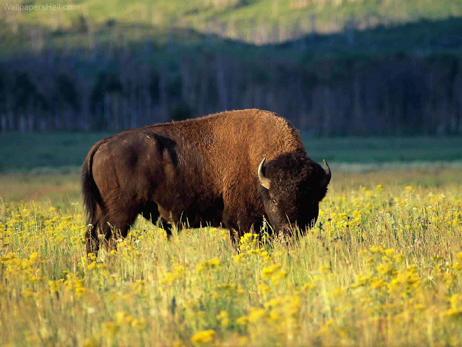Buffalo Wallpaper Hd - Bison Wyoming , HD Wallpaper & Backgrounds
