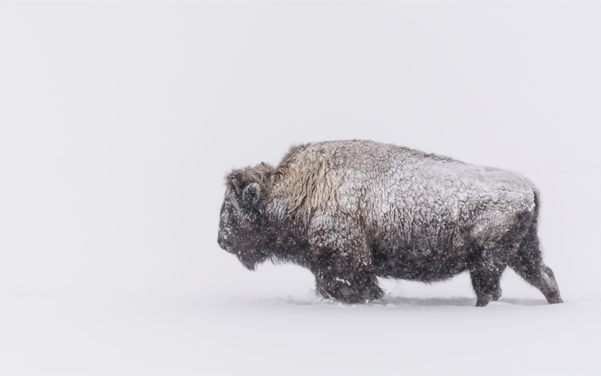 Wallpaper Winter, Snow, Buffalo - Bison In Winter Hd , HD Wallpaper & Backgrounds