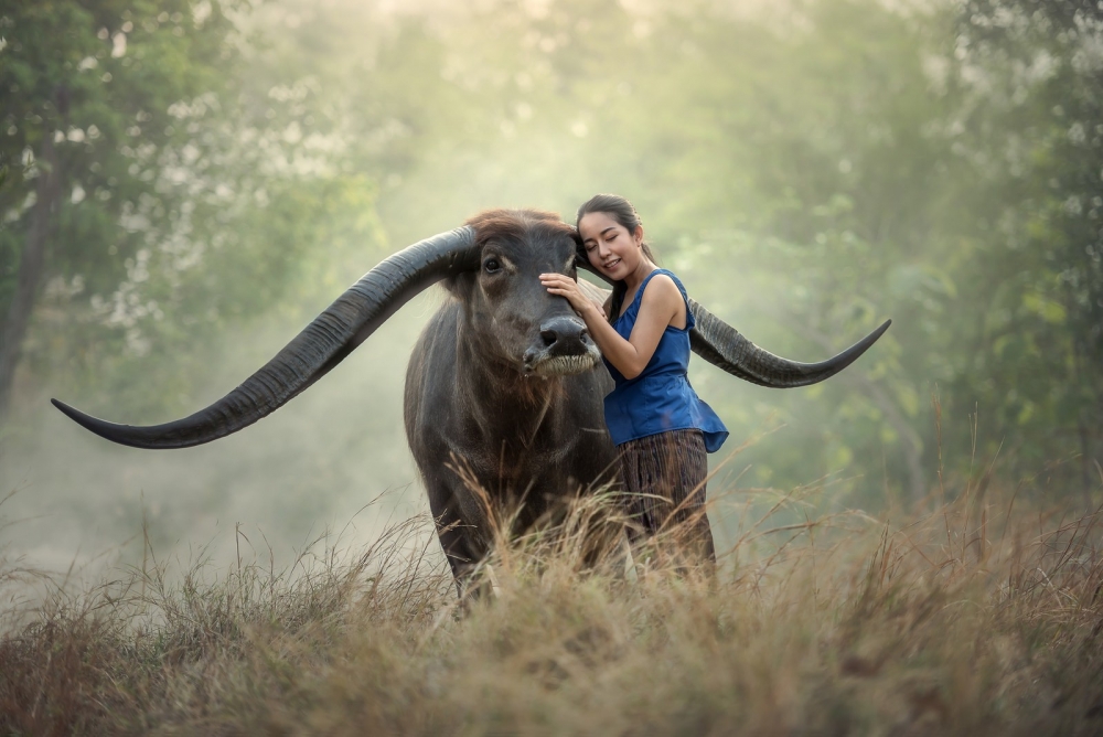 Buffalo, Loving, Girl, Grass, Big Horns, Thailand - Buffalo With Big Horns , HD Wallpaper & Backgrounds