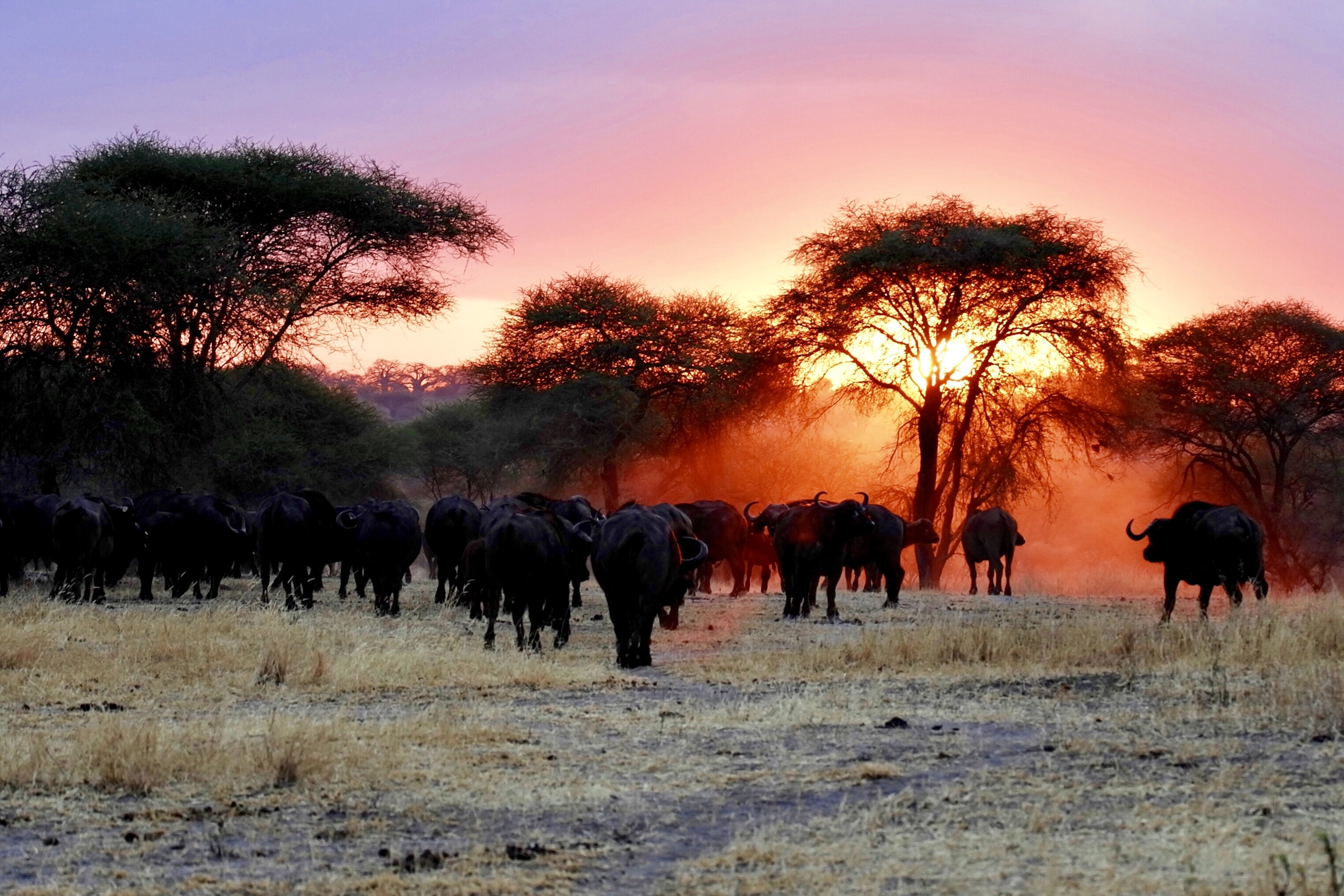 Arusha National Park Tanzania , HD Wallpaper & Backgrounds