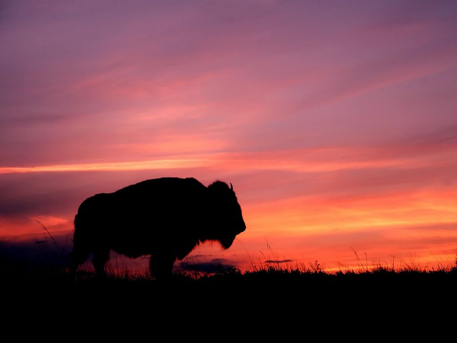 Buffalo At Sunset Wallpaper - Buffalo Background , HD Wallpaper & Backgrounds