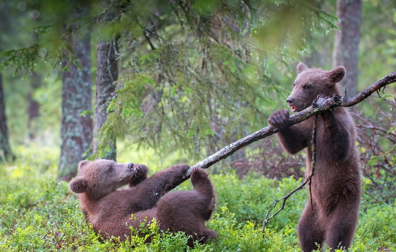 Photo Wallpaper Forest, Pose, The Game, Branch, Bears, - Grizzly Bear , HD Wallpaper & Backgrounds