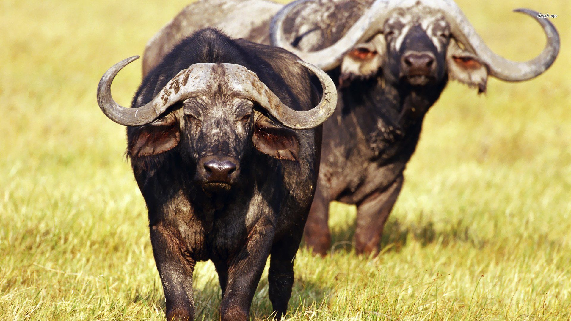 African Buffalo , HD Wallpaper & Backgrounds