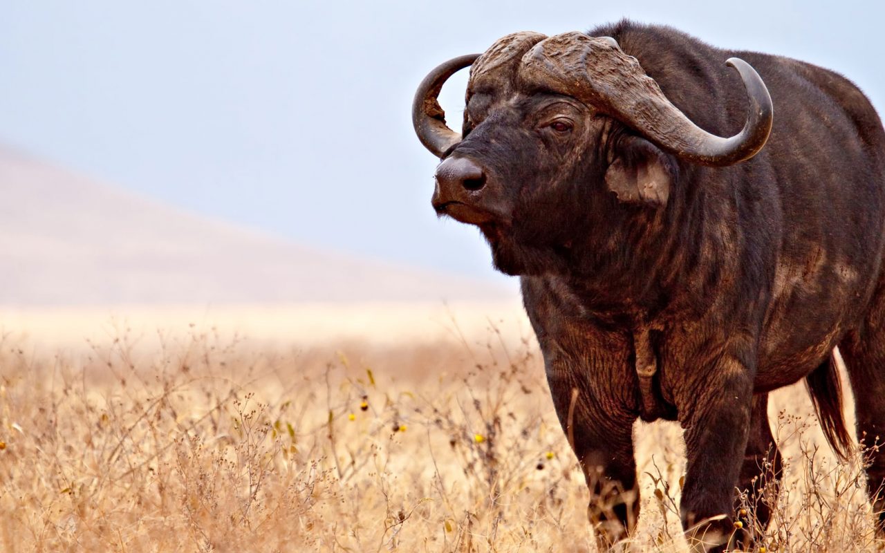 African Buffalo National Geographic , HD Wallpaper & Backgrounds