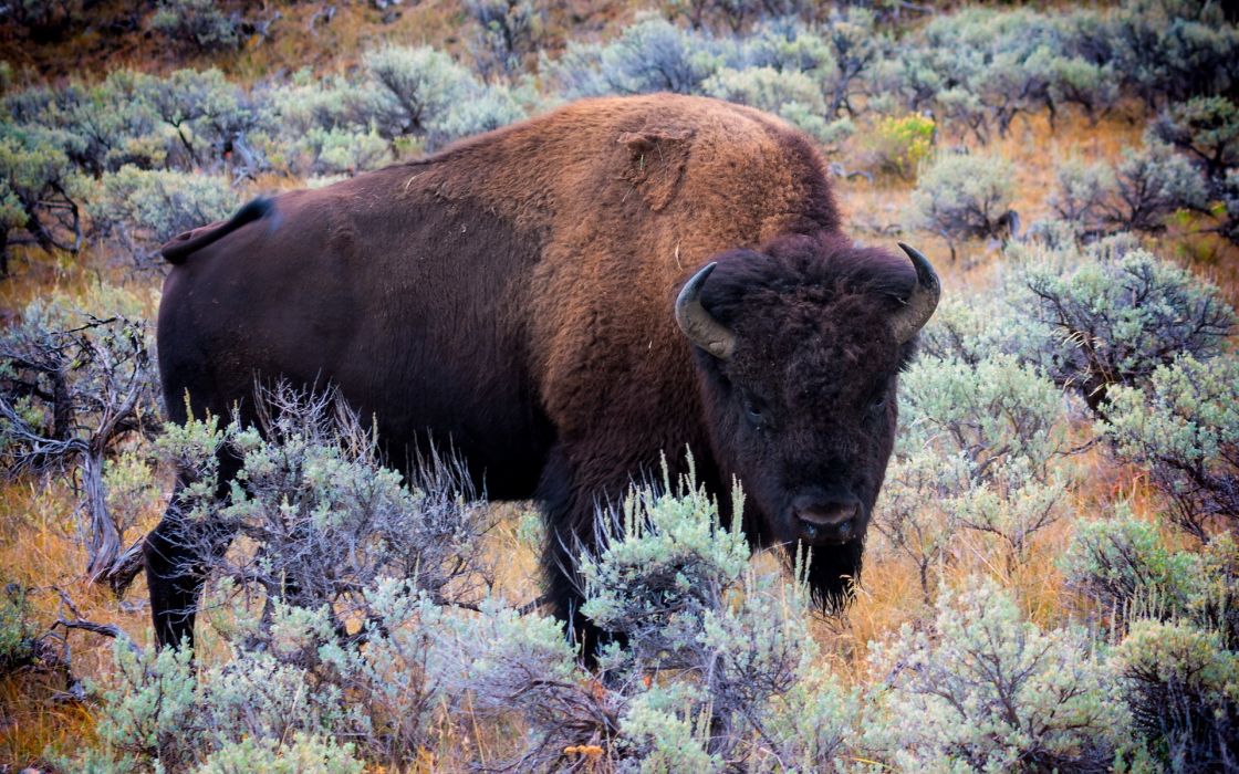 Bulls Bison Animals Buffalo Wallpaper - Buffalo Background , HD Wallpaper & Backgrounds