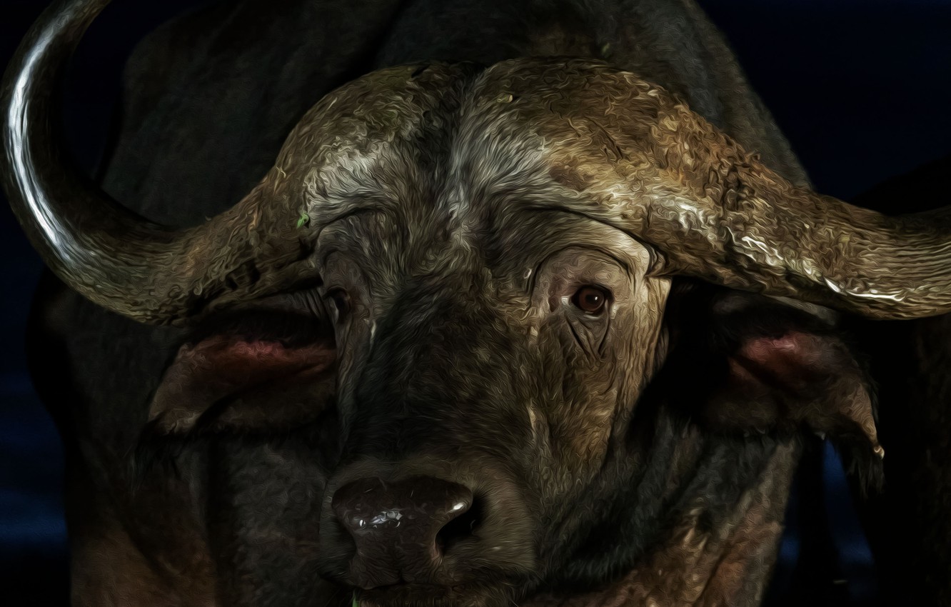 Photo Wallpaper Face, Horns, Buffalo, Buffalo - Water Buffalo , HD Wallpaper & Backgrounds