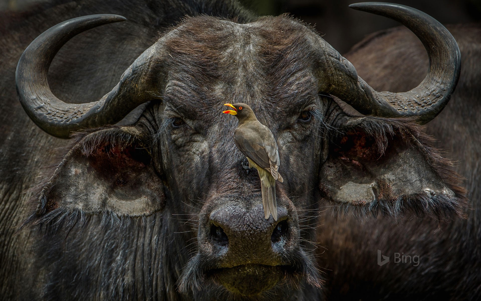 African Buffalo - Buffalo Animal , HD Wallpaper & Backgrounds