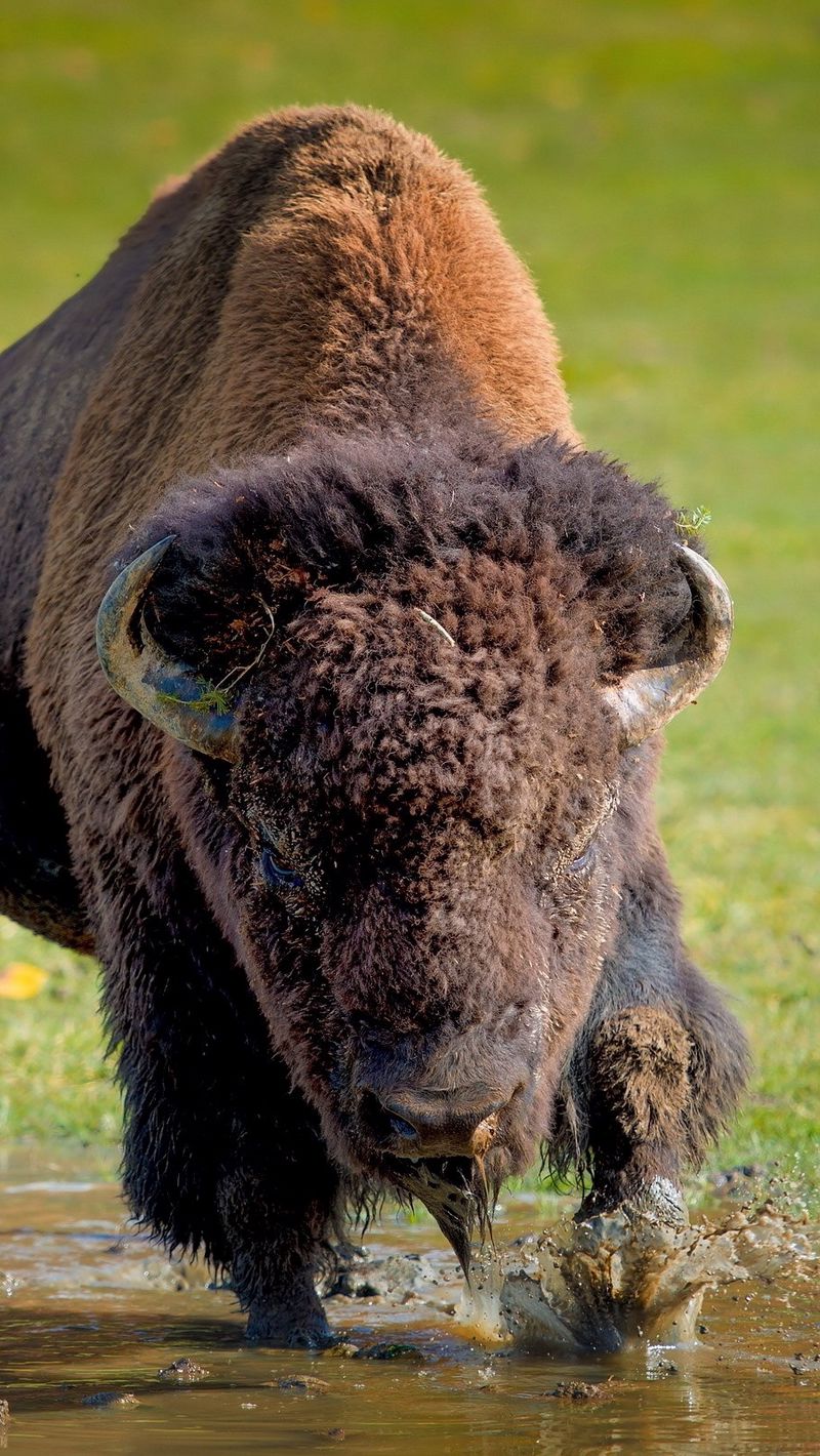 Wallpaper Bison, Buffalo, Running, Grass - Buffalo Wallpaper Iphone , HD Wallpaper & Backgrounds