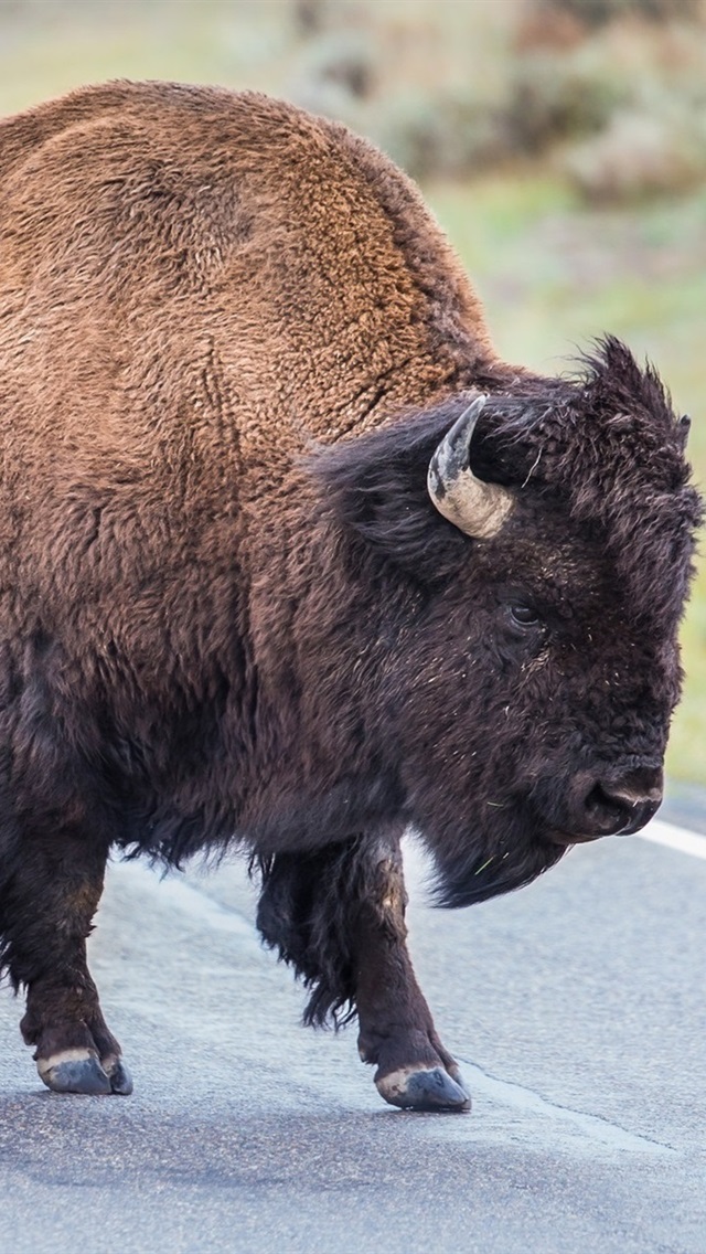 Bison Hd , HD Wallpaper & Backgrounds