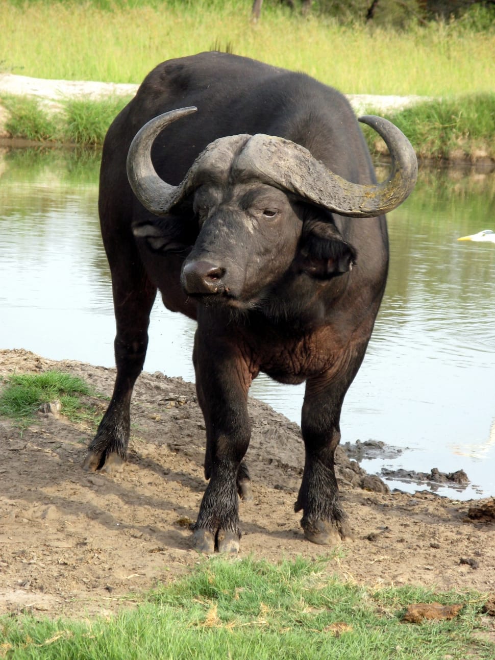 Black Water Buffalo Preview - Buffalo Pic Download , HD Wallpaper & Backgrounds