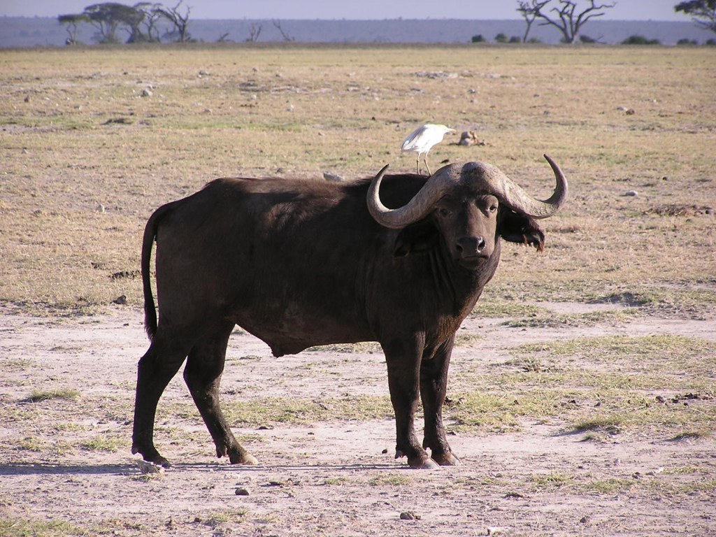 Free African Buffalo Wallpaper Wallpapers And Background - Crane Sitting On Buffalo , HD Wallpaper & Backgrounds