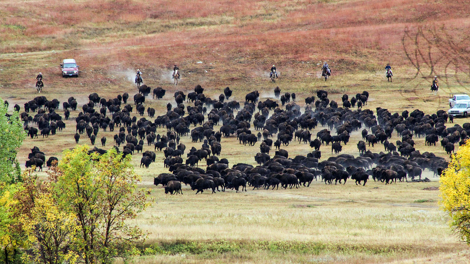 Buffalo Roundup - Wild Animal Herd , HD Wallpaper & Backgrounds