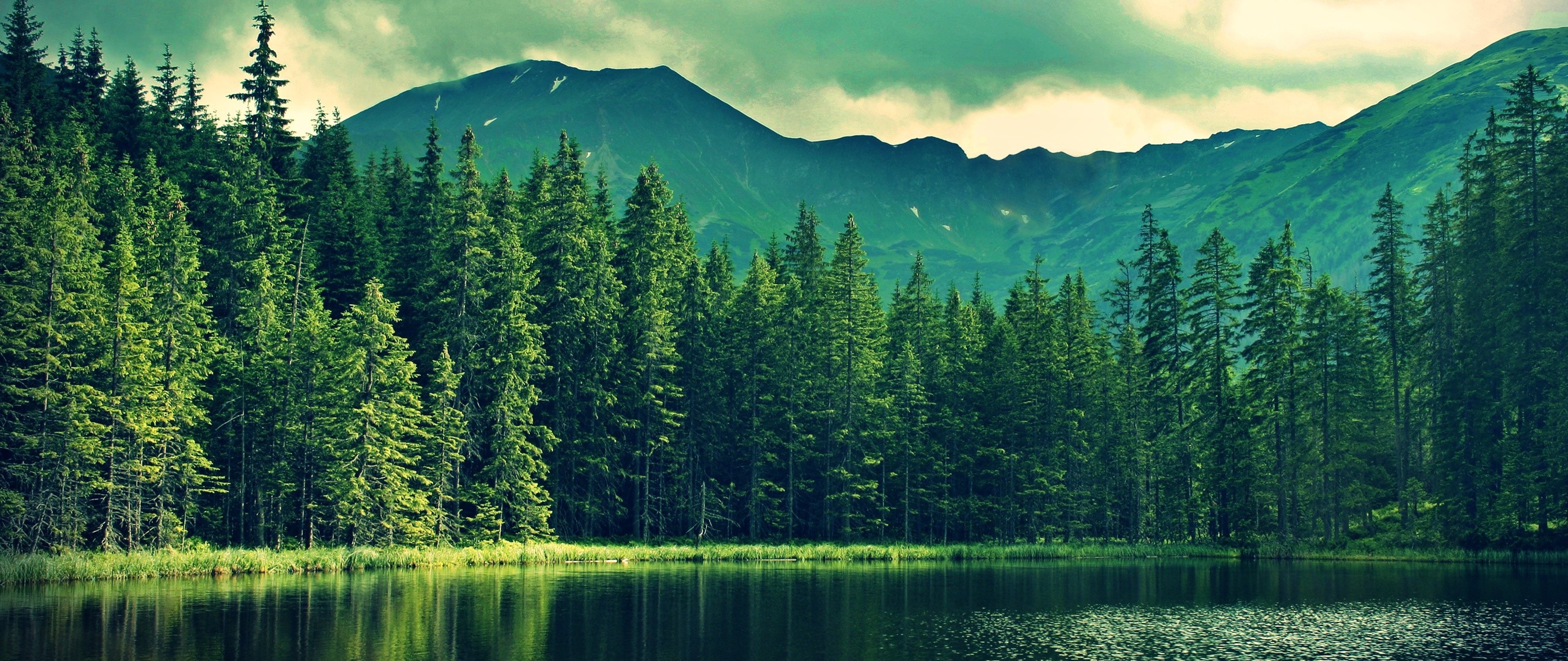 Forest Water And Mountains , HD Wallpaper & Backgrounds