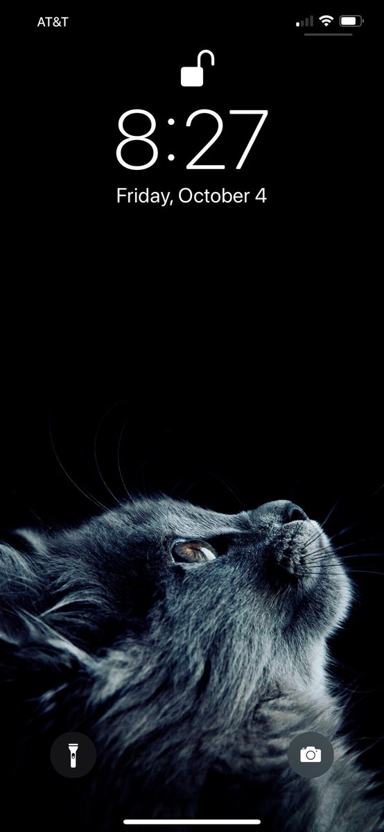 Grey Cat Black Background , HD Wallpaper & Backgrounds