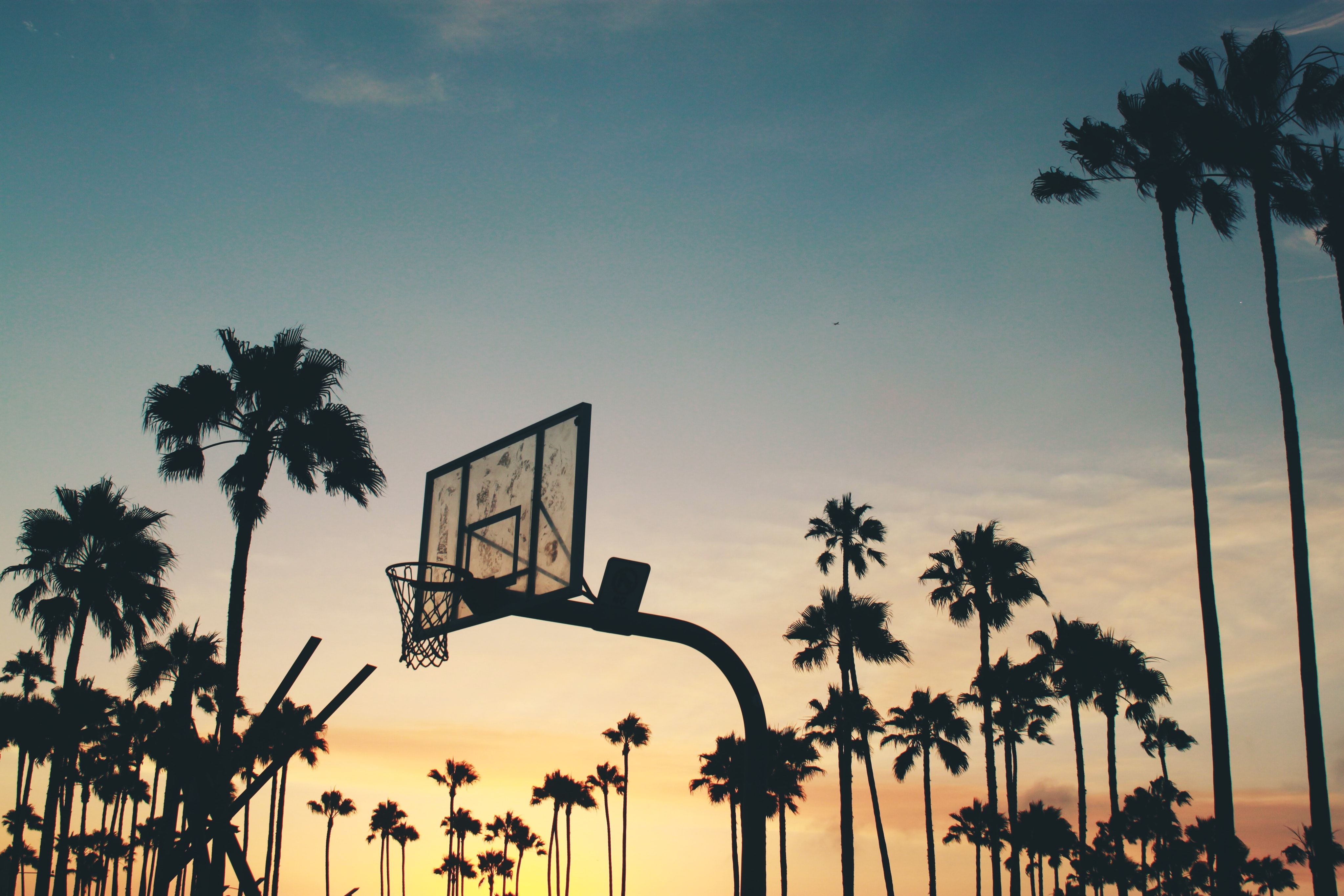 Basketball Palm Trees , HD Wallpaper & Backgrounds