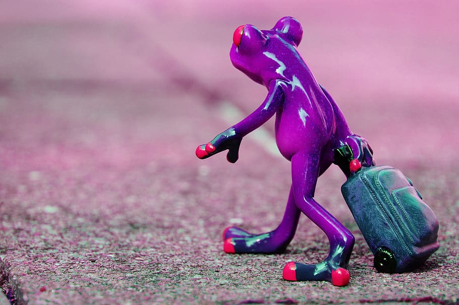 Frog, Farewell, Travel, Luggage, Holdall, Go Away, - Farewell Frog , HD Wallpaper & Backgrounds