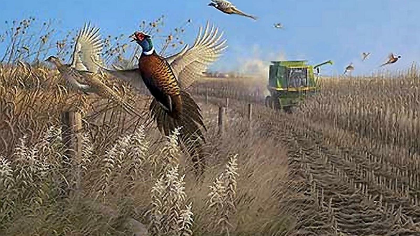 Pheasant Hunting Wallpaper - John Deere Combine Painting , HD Wallpaper & Backgrounds