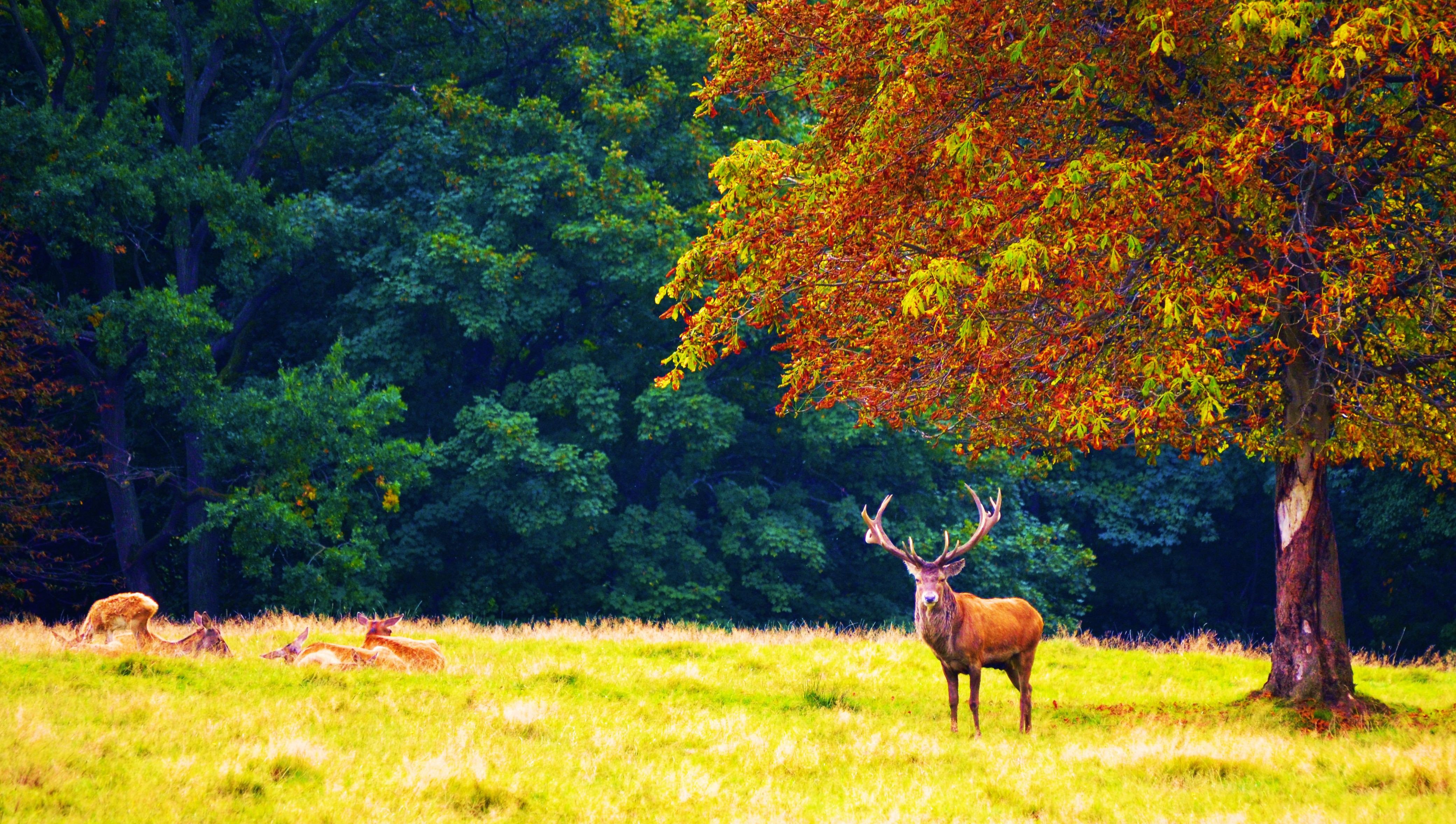 Forest Trees Nature Landscape Tree Autumn Deer Wallpaper - Forest Background With Deer , HD Wallpaper & Backgrounds