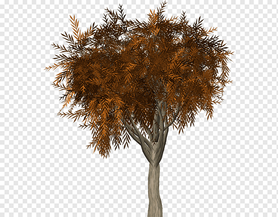 Tree House Branch Trunk Twig, Autumn Beauty, Leaf, - Arvore Do Cerrado Png , HD Wallpaper & Backgrounds