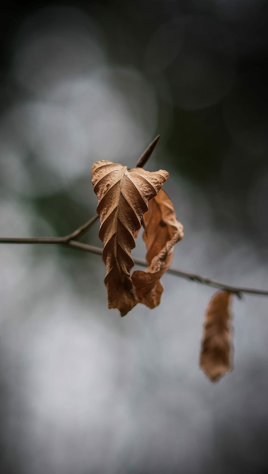 Closeup Photography Of Dried Leaf, Selective Focus - Photography , HD Wallpaper & Backgrounds