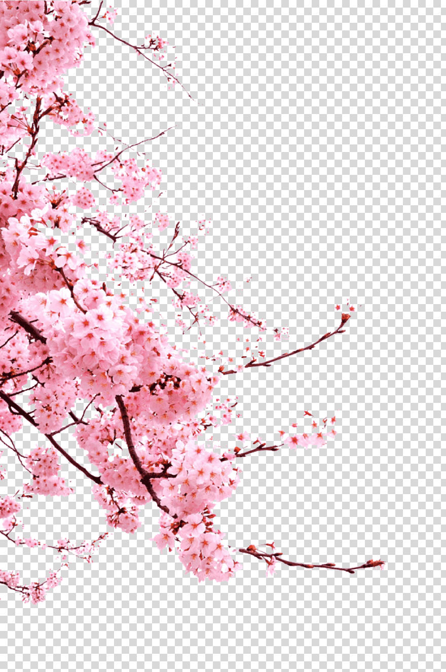 Cherry Blossom, Cherry Blossom, Branch, Computer Wallpaper, - Japanese Cherry Blossoms Png , HD Wallpaper & Backgrounds