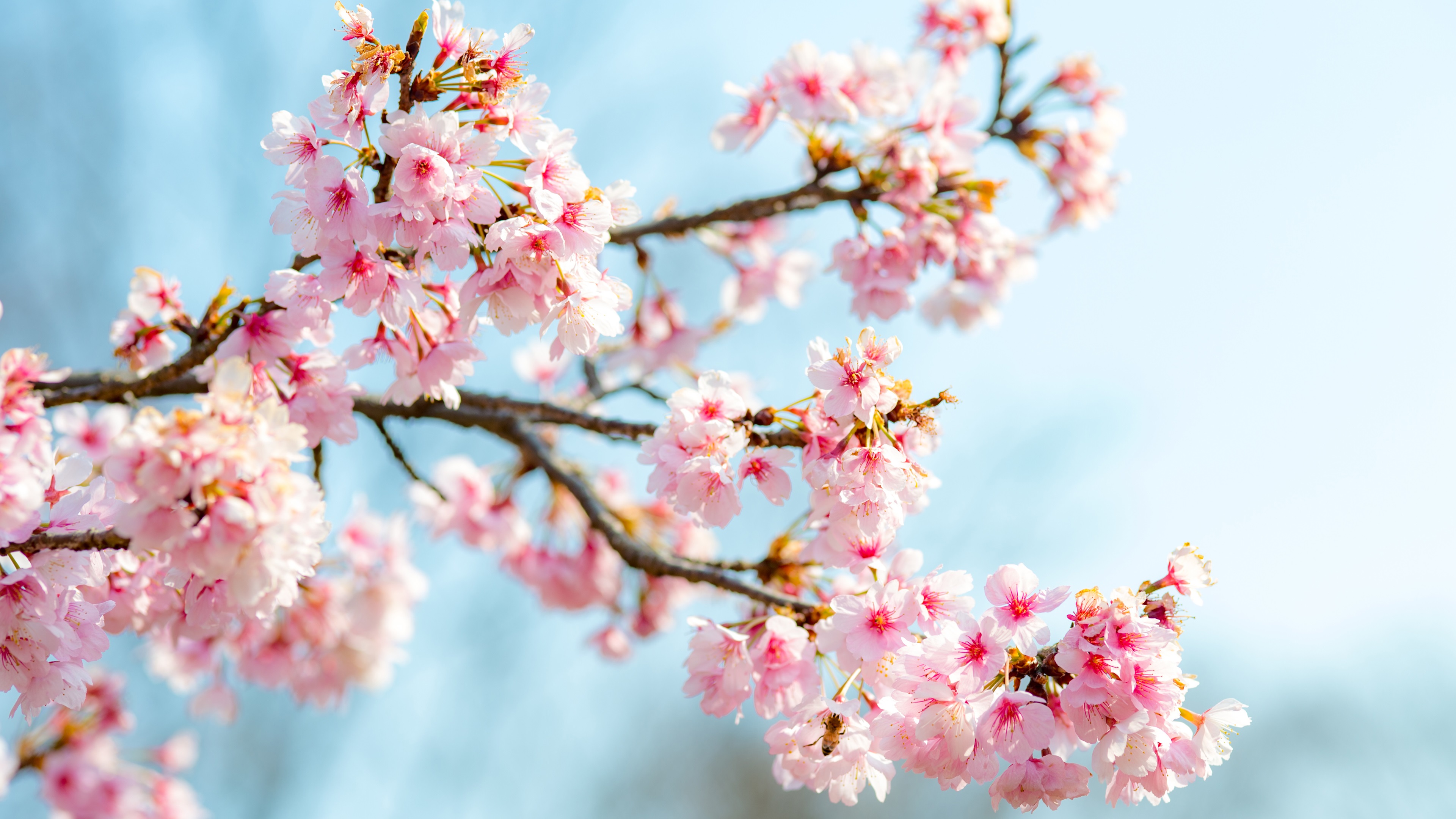 Wallpaper Sakura Bloom, Pink Flowers, Twigs, Spring - Sakura Flor , HD Wallpaper & Backgrounds