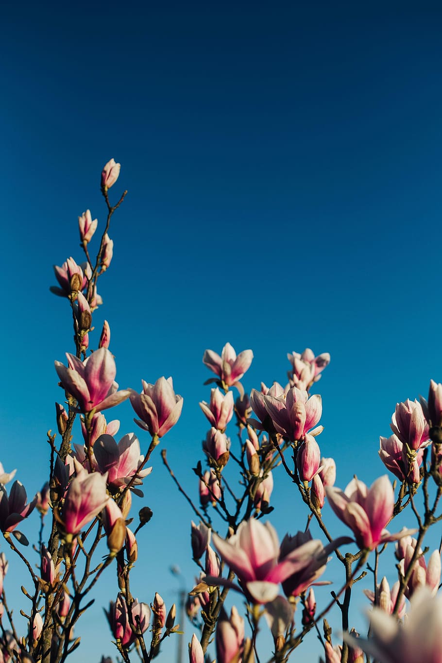 Pink Spring Flowers, Flora, Blue Sky, Blooming, Blossom, - Has Flowers And Blue Sky , HD Wallpaper & Backgrounds