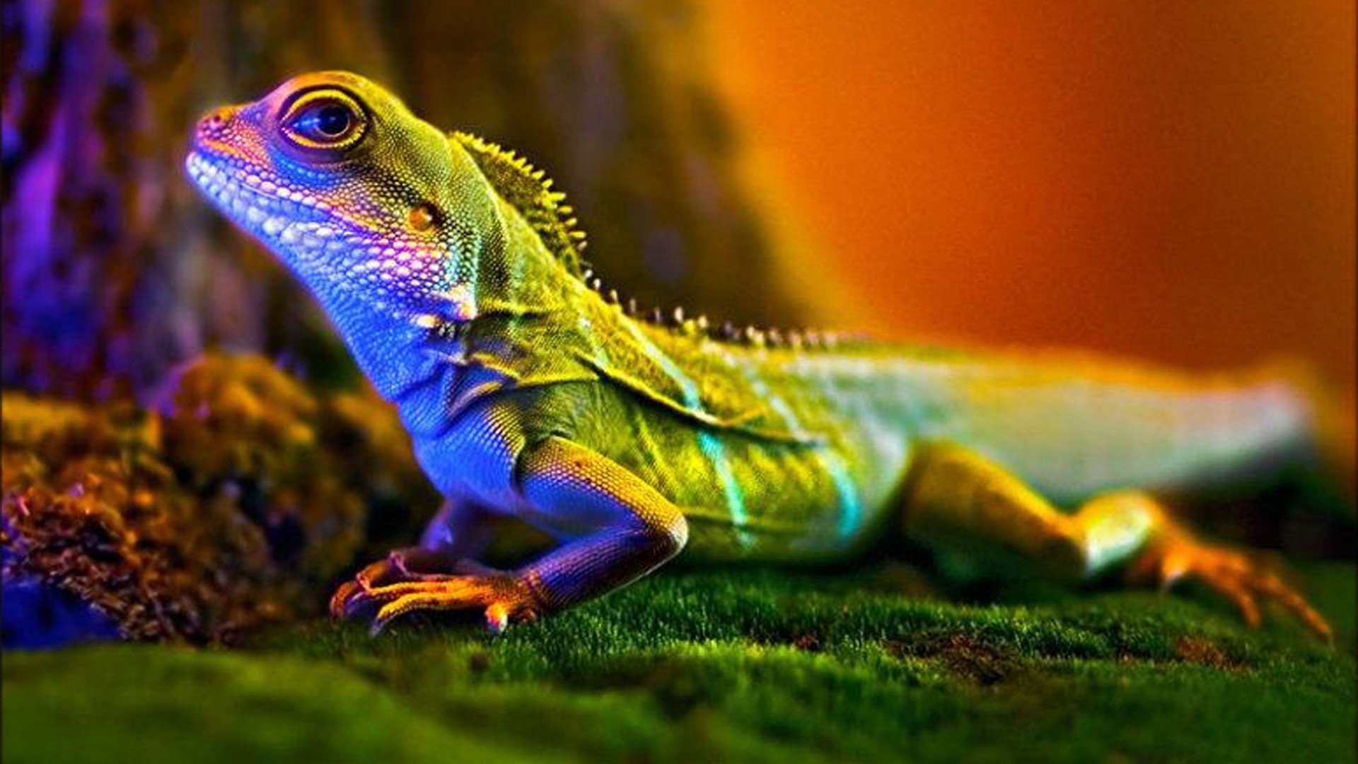 Lizard - Macro Photography , HD Wallpaper & Backgrounds