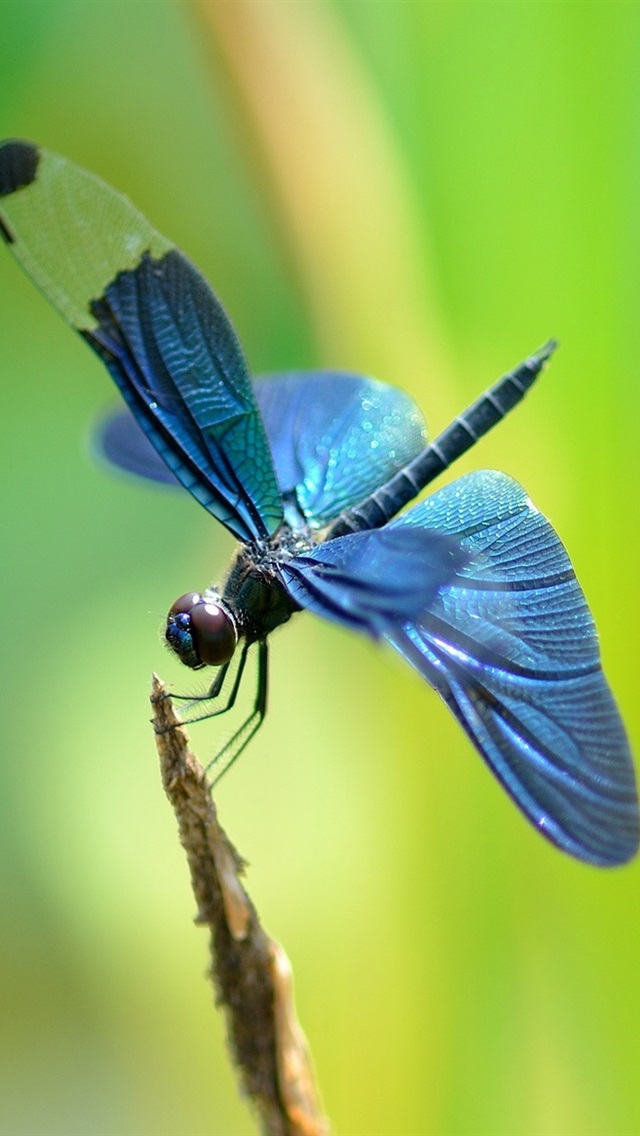 Blue Dragonfly , HD Wallpaper & Backgrounds