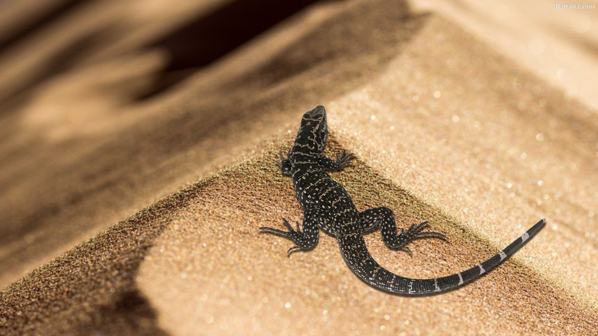 Lizard Wallpaper - Desert Macro , HD Wallpaper & Backgrounds