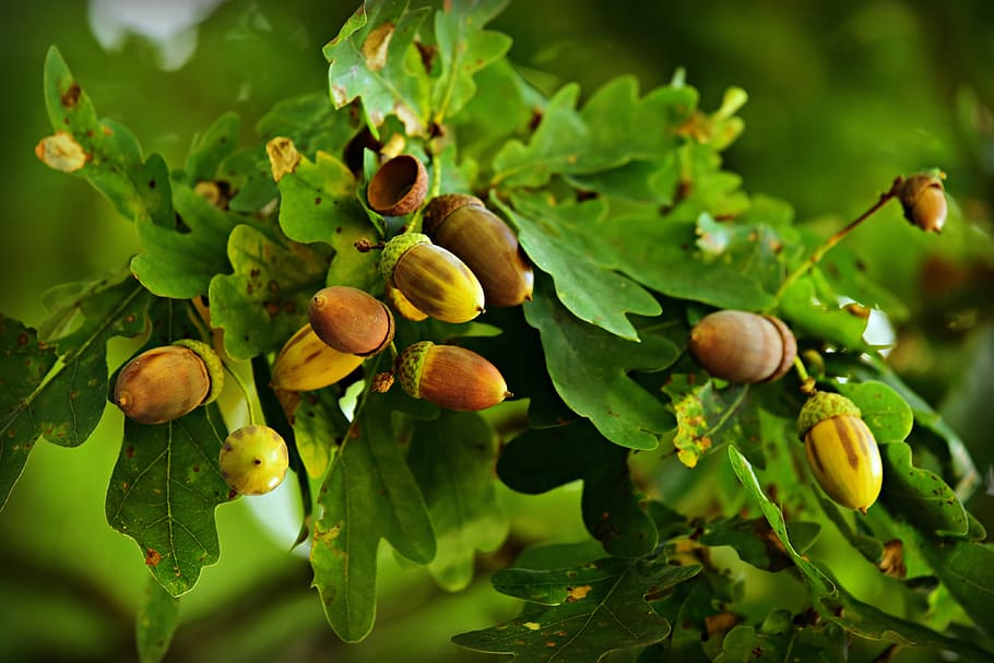 Acorn, Nut, Oak Tree, Tannin, Food, Nutrition, Green, - Tree Acorn Nut , HD Wallpaper & Backgrounds