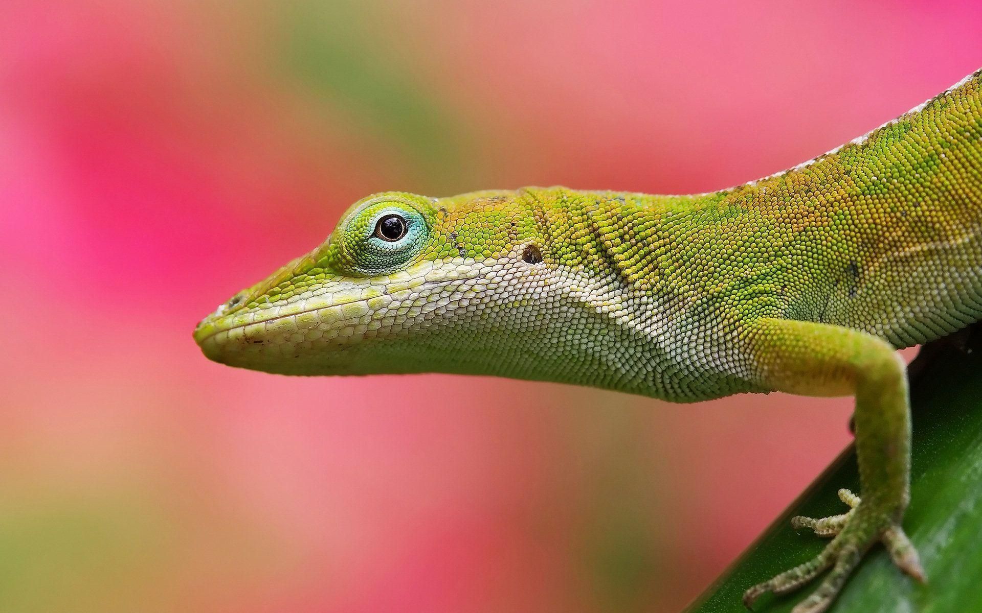 Lizard Images Hd , HD Wallpaper & Backgrounds