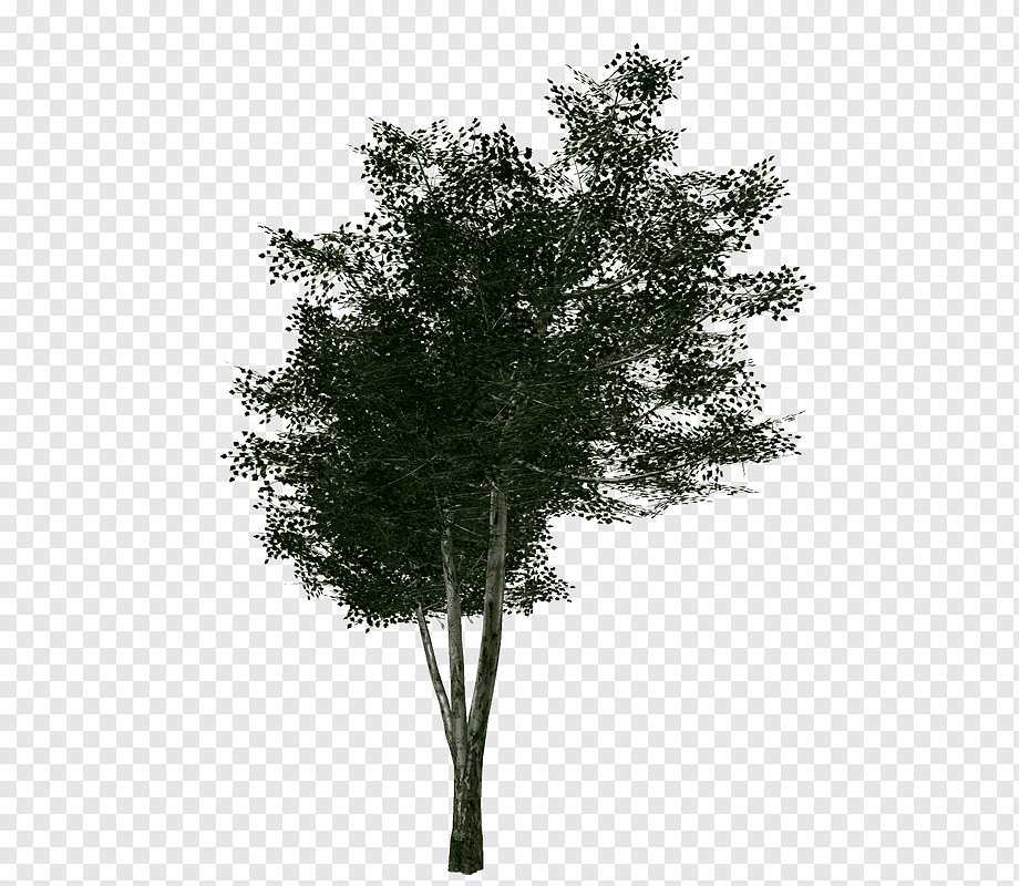 Tree, Twigs, Branch, Desktop Wallpaper, Architectural - Pond Pine , HD Wallpaper & Backgrounds