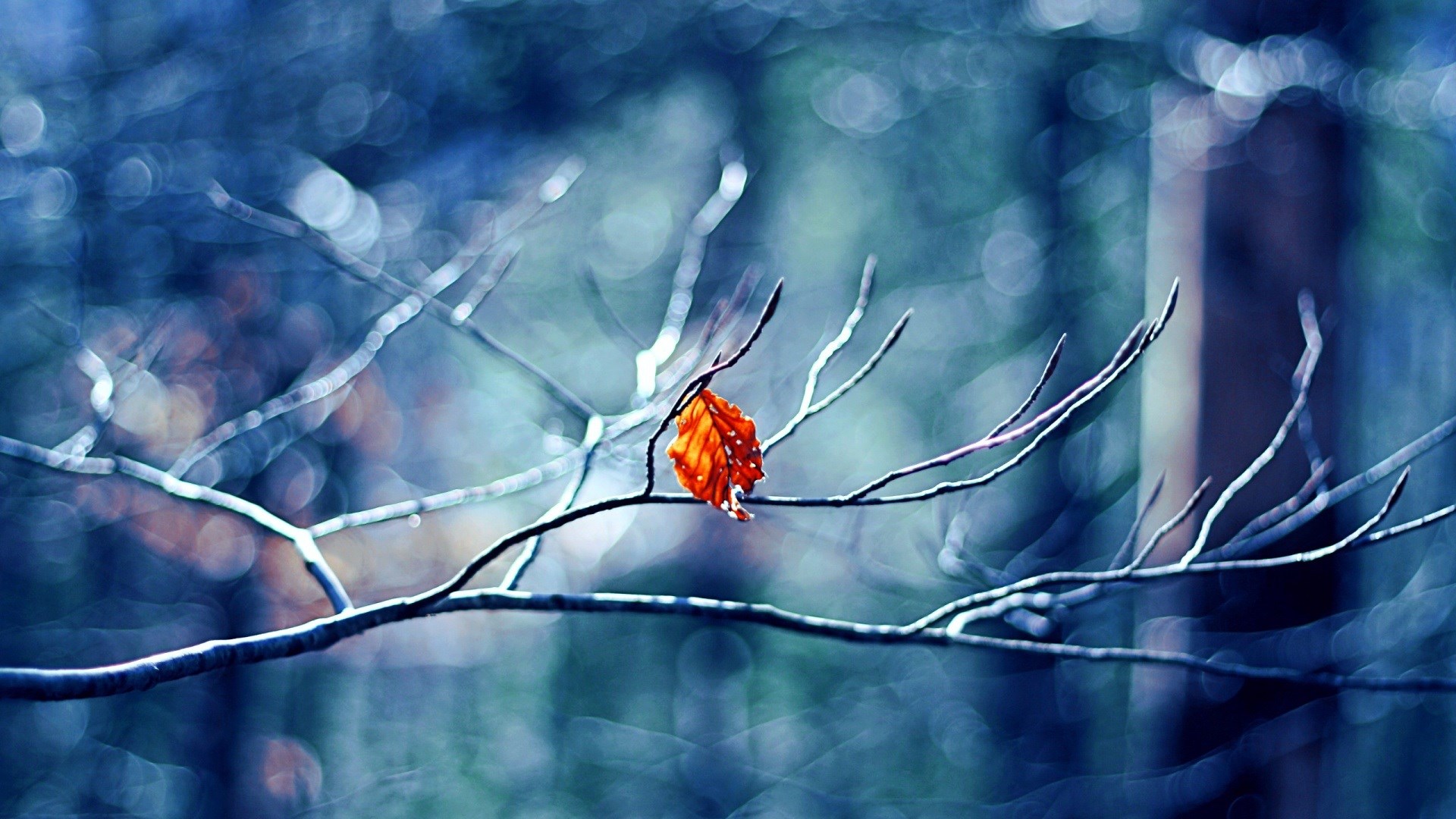 Twig Leaf Autumn , HD Wallpaper & Backgrounds