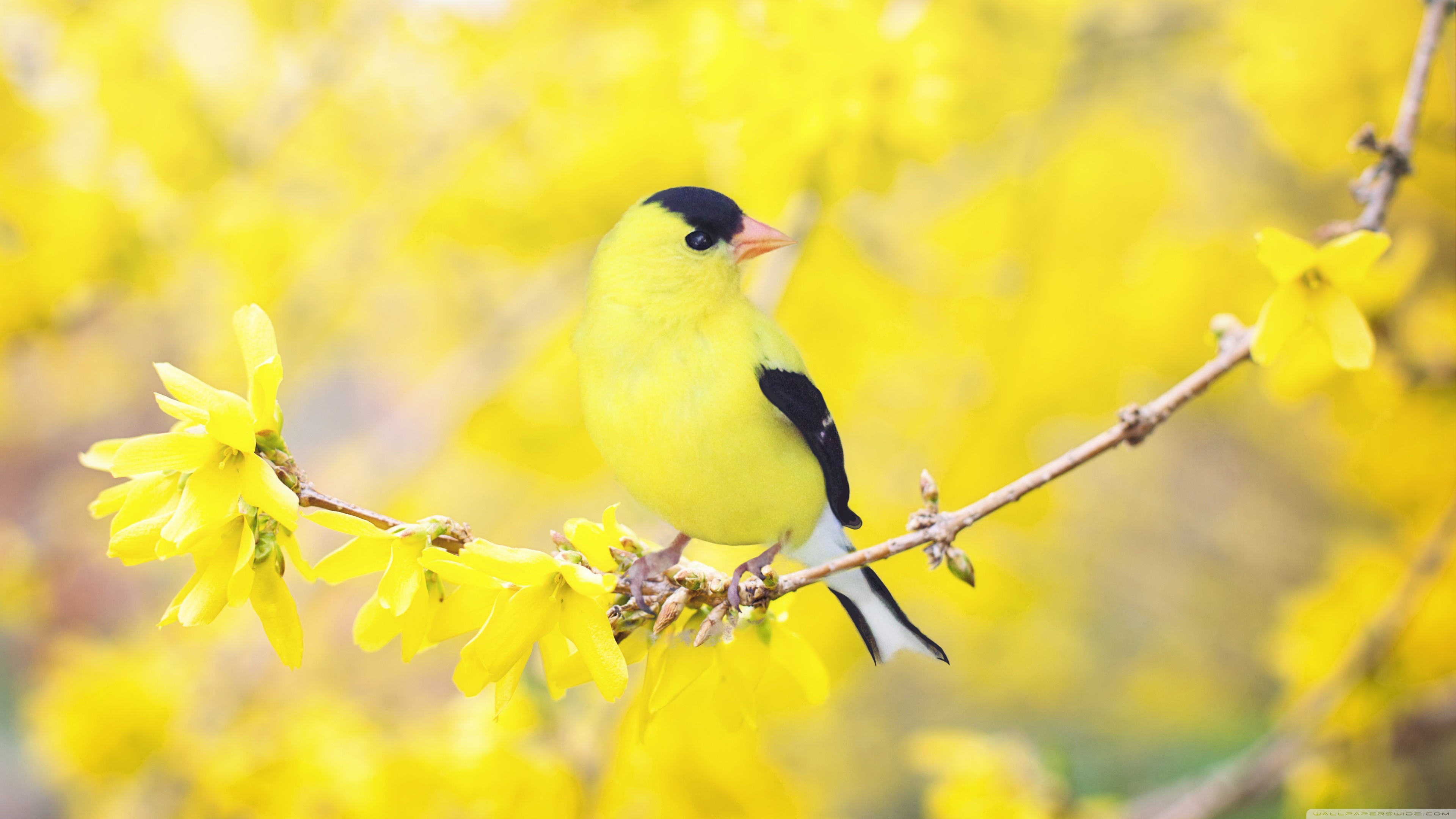 Yellow Bird And Flowers , HD Wallpaper & Backgrounds