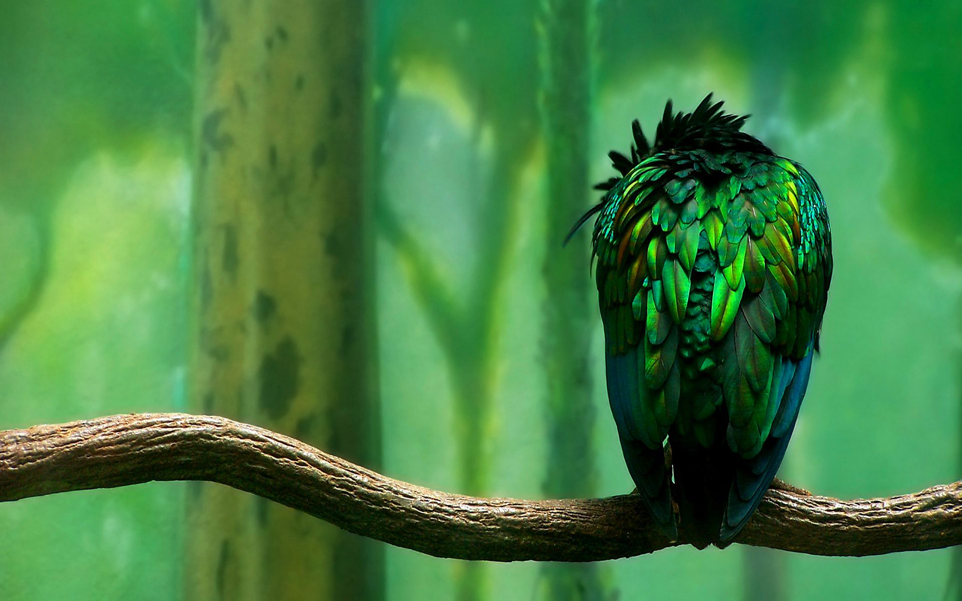 Green Bird Wallpaper - Hearts Of Green Birds , HD Wallpaper & Backgrounds