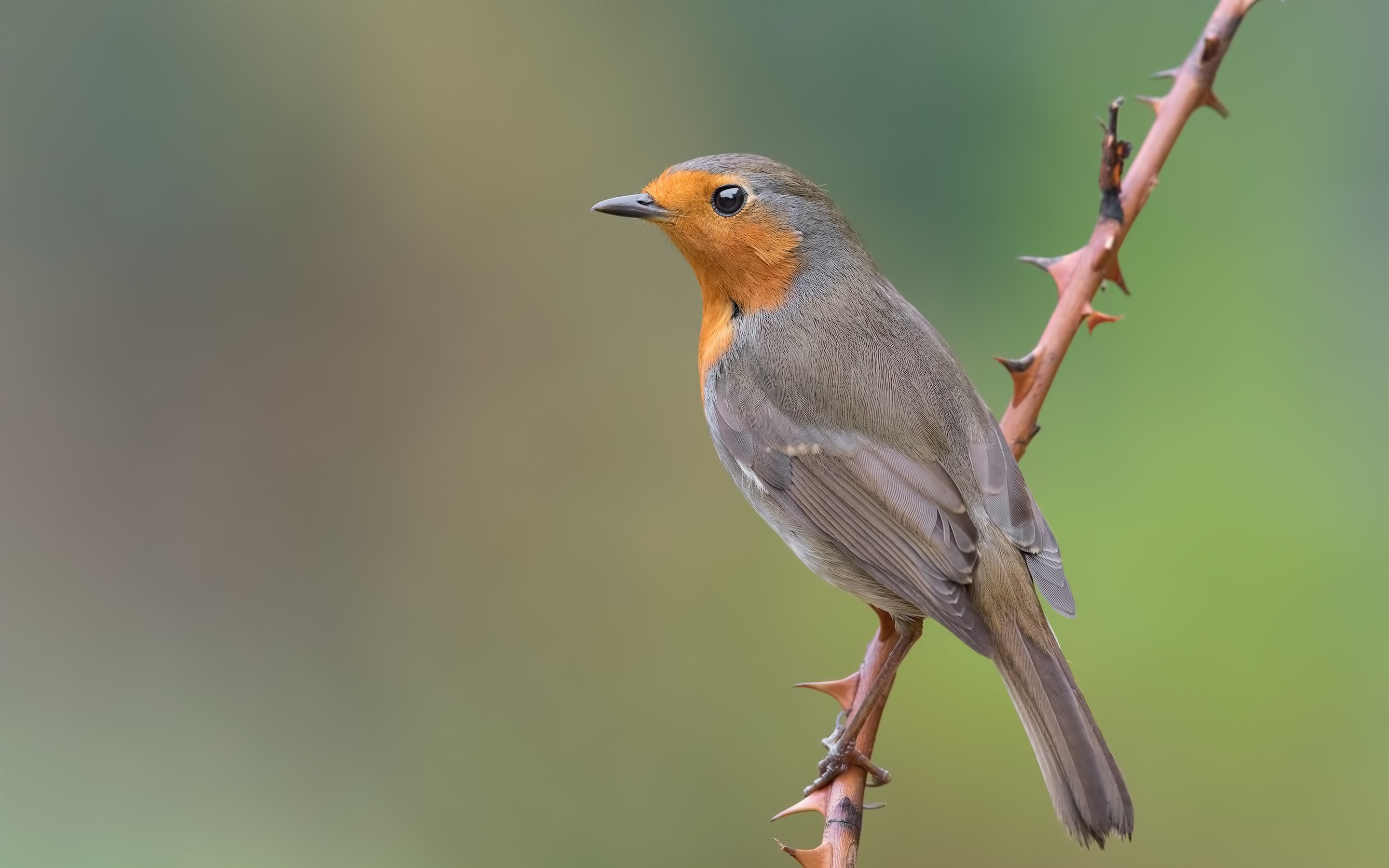 Wallpaper Robin Bird, Twig - Passaro Robin , HD Wallpaper & Backgrounds