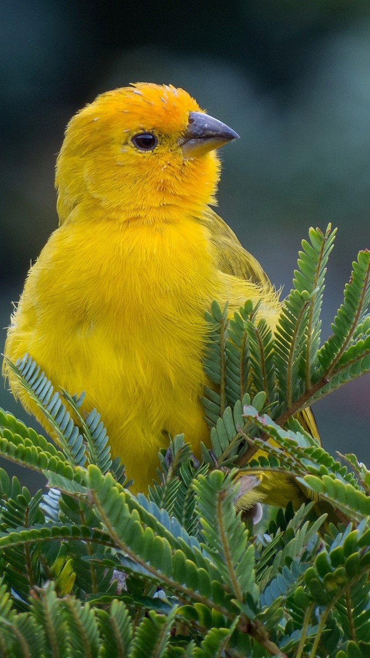 Yellow Bird , HD Wallpaper & Backgrounds