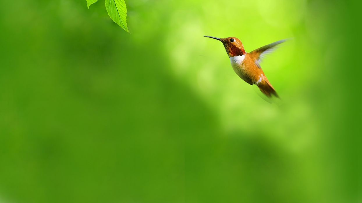 Green Flying Birds Opera Web Browser Hummingbirds Opera - Hummingbird , HD Wallpaper & Backgrounds